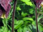 Geum rivale (Benoite ruisseaux)