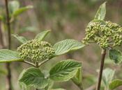 Viburnum lantana, suite