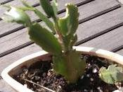 Shlumbergera oublié...mais bouturé