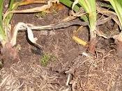 Multiplier l'Hemerocalle