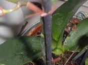 orchidée reufleurit (enfin)