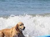 vacances rêve pour votre chien