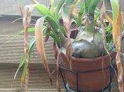 Surprenante Ornithogalum