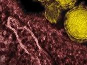 CORONAVIRUS CoV-MERS: défi nosocomial? NEJM