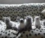 chatons avec rythme dans peau