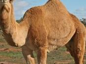 Corthay fait dans chameau