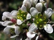 Cochlearia danica (Cochléaire Danemark)