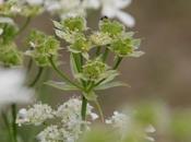 curieux fruits Orlaya grandiflora