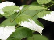 Actinidia kolomikta, mâle