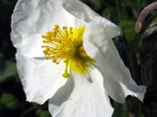 Helianthemum apenninum (Hélianthème Apennins)