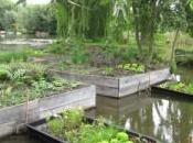 Venise légumes sous projecteurs.