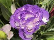 Lisianthus Eustoma