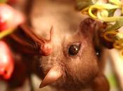 Blossom, bébé chauve-souris