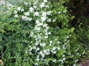 Philadelphus