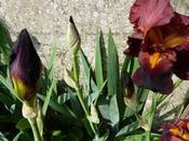 règles pour cultiver iris jaunes, bleus mauves