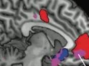 NEUROÉCONOMIE comment cerveau fixe valeur affective choses Journal Neuroscience