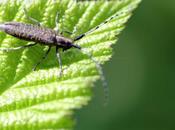 Agapanthia villosoviridescens