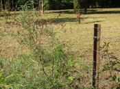 Youpi, j'ai argouses