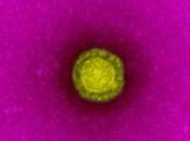 CoV-MERS: Trop transmissible pour déclencher épidémie? OMS-The Lancet