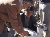 Yemen protection bétail contre peste petits ruminants