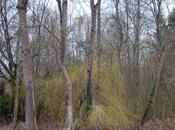 L'étonnante chevelure saule