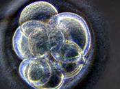 L’embryon est-il personne humaine