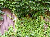 Profusion végétale