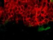 DMLA: Régénération rétinienne cellules souches Riken