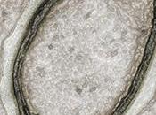 PANDORAVIRUS: découverte d'une nouvelle forme vie? Science (AAAS)