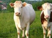 Vous avez deux vaches dans une…..