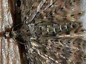 curieux petit papillon nuit ailes très plumeuses