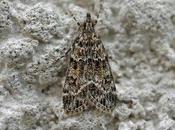 habitus rend identification ambiguë...