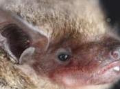 CORONAVIRUS MERS-CoV: Hérité chauves-souris d'Afrique? Emerging Infectious Diseases