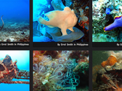 Diveboard, réseau social plongeurs passionnés