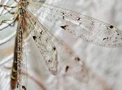 Doté quatre ailes, pourtant médiocre...