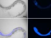 VIEILLISSEMENT: Bloquer mort cellulaire, c'est déjà possible chez PLoS Biology