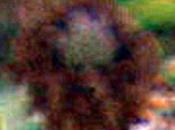 Rubus nemoralis, suite