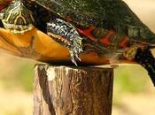 tortue-piquet
