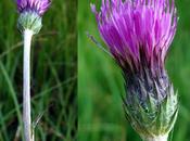 Cirsium dissectum (Cirse d'Angleterre)