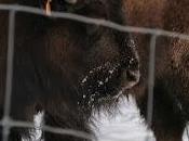 croises bison colère, cours pas, propose-lui plutôt bière