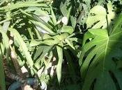 Comment donner "Pep's" plantes d'appartement