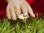 Optimus devrait ressembler