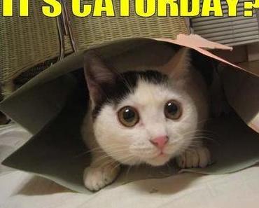 Aujourd’hui, c’est la journée internationale du chat