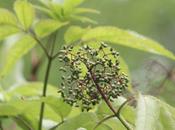 Sambucus sibirica