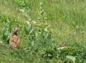 Deux marmottes près leur terrier…