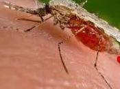 Journal bonnes nouvelles vaccin expérimental prometteur contre paludisme