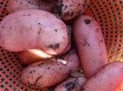 Récolte pommes terre Jeannette