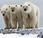 ours polaires chassés légalement chaque année
