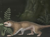 Megaconus, mammalien dents spécialisées éperons venimeux