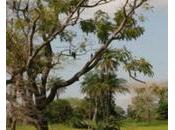 Reconnaître leurs droits fonciers pauvres l’exemple indien